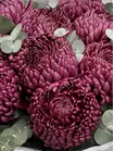 Доставка букета из 9 одиночных хризантем Bigoudi Purple в городе Томск
