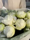 Пионы Томск