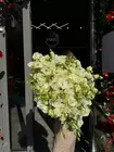Купить Монобукет из 25 белых кружевных эустом в Томске