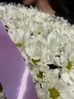 Кустовые хризантемы Томск купить