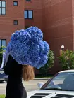 Гортензия Томск купить с  доставкой