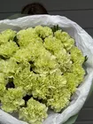 Заказать Монобукет из фисташковых гвоздик в оформлении с доставкой по городу Томск