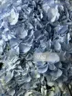 Заказать Букет из 13 голубых гортензий в оформлении в Томске