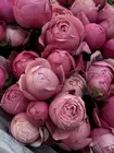 Заказать Букет из 11 кустовых роз Silva Pink в оформлении в Томске