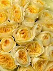 Заказать Букет из 25 пионовидных роз Buttercup в оформлении в Томске