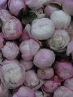 Заказать Букет из 51 пиона Gardenia в оформлении в Томске