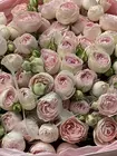 Заказать Букет из 21 кустовой розы Dedication в оформлении в Томске