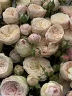 Заказать Букет из 13 кустовых роз Royal Blush в оформлении с доставкой в Томске