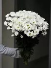 Купить хризантему поштучно с доставкой на дом