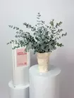 Охапка эвкалипта Cinerea, заказать с доставкой в Томске