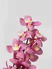 Купить ветку орхидеи Cymbidium в Томске — доставка экзотических цветов MAKI