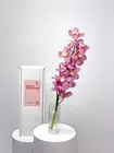 Купить ветку орхидеи Cymbidium в Томске — доставка экзотических цветов MAKI