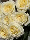 Букет из 9 пионовидных роз Candlelight 70 см купить с доставкой по городу