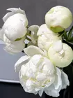 Охапка пионов Bowl of Cream кремово-белого цвета доставка Томск.