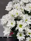 Охапка цветов из белых ромашковых хризантем Chic, быстрая доставка по Томску