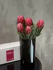 Купить охапку красных протей в Томске.