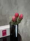 Купить охапку красных протей в Томске
