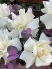 Заказать композицию "Мягкий резонанс" с доставкой по городу Томск