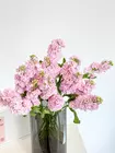 Купить охапку розовых маттиол с доставкой в Томске.