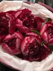 Заказать букет из 5 бордовых пионов Red Charm в Томске