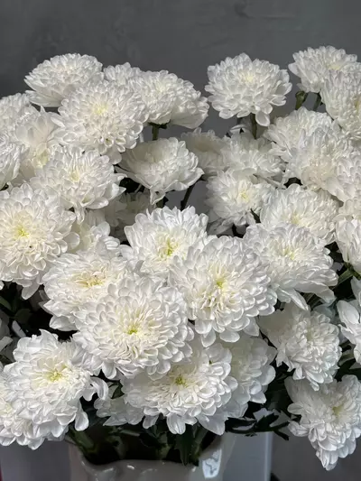 Охапка цветов из белых кустовых хризантем Altay, быстрая доставка по Томску