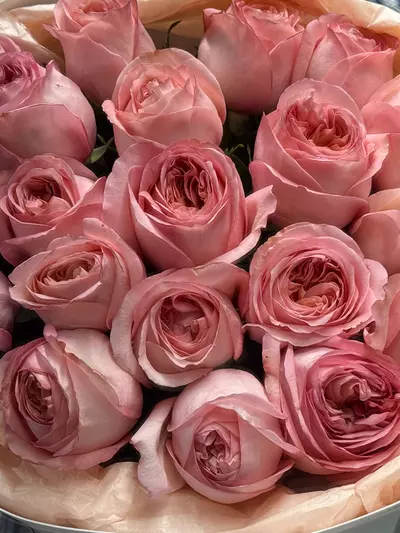 Букет из 21 пионовидной розы Pink Expression в оформлении заказать в Томске