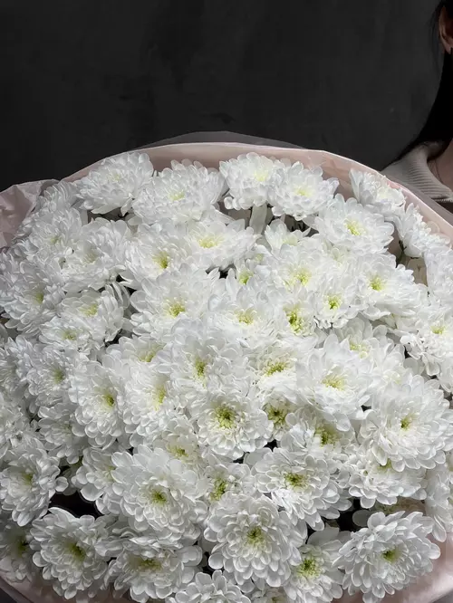 Купить  Букет из 19 кустовых белых хризантем  Altay  в Томске