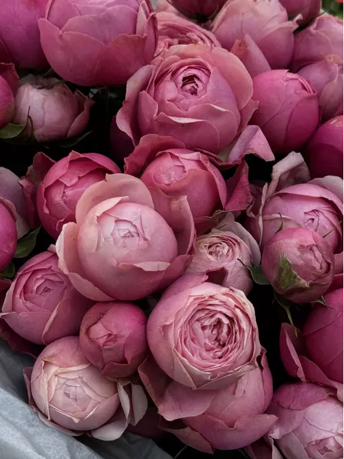 Заказать Букет из 11 кустовых роз Silva Pink в оформлении в Томске