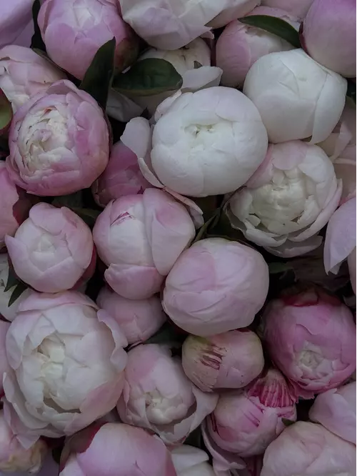 Заказать Букет из 51 пиона Gardenia в оформлении в Томске