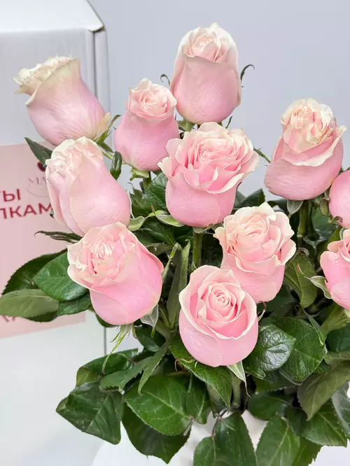 15 стеблей роз Pink Mondial пудрового оттенка — заказать доставку в Томске
