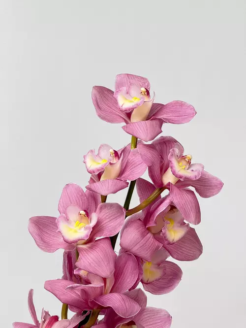 Купить ветку орхидеи Cymbidium в Томске — доставка экзотических цветов MAKI