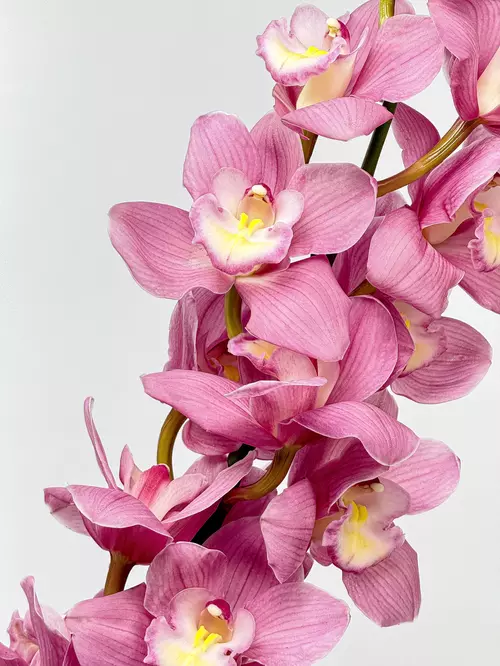 Заказать доставку ветки Cymbidium в Томске
