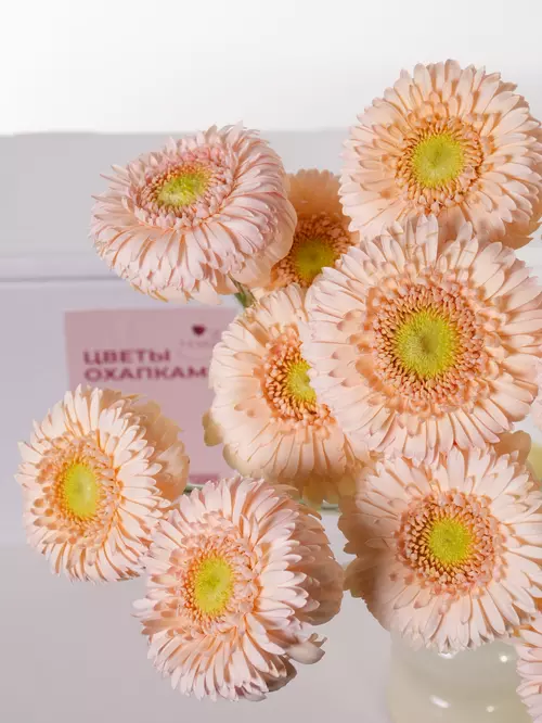 Мини-герберы Sweetness розовая охапка доставка Томск MAKI